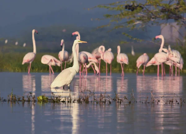 Greater Flamingo Bird Egret Water Wild Birds Bird Safari Bird — Stock Photo, Image