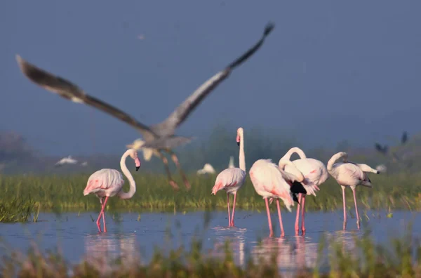 Bellissimi Uccelli Fenicottero Santuario Degli Uccelli Maharashtra Fauna Selvatica Immagini — Foto Stock