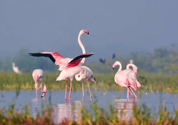 Muhteşem Pembe Flamingo Kuşları. Vahşi Kuşlar. Vahşi Yaşam Fotoğrafçılığı