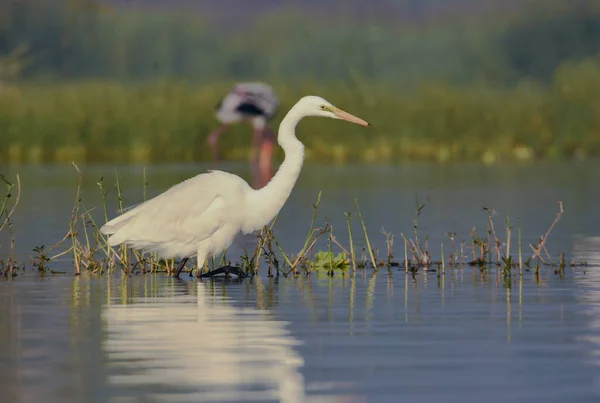 White Egret Bird Wild Water Birds Fotografía Aves Silvestres Fotografía — Foto de Stock