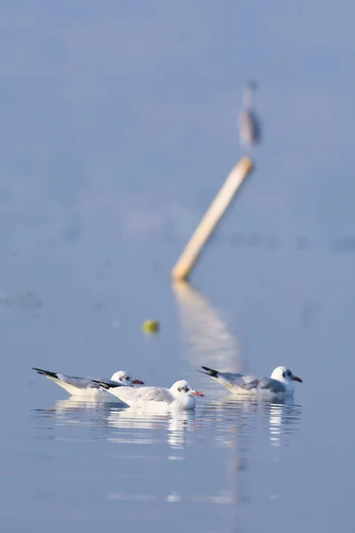 Martı Kuşu, Yansıma ve Dalgalar. Wildbird fotoğrafçılık. Vahşi yaşam.