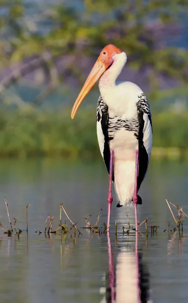 Malovaný Čáp Pták Vodě Vodní Pták Fotografie Volně Žijících Živočichů — Stock fotografie