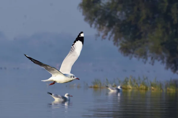 Vahşi Yaşamda Martı Kuşu. Vahşi su kuşu fotoğrafçılığı. Vahşi Yaşam Duvar Kağıdı..