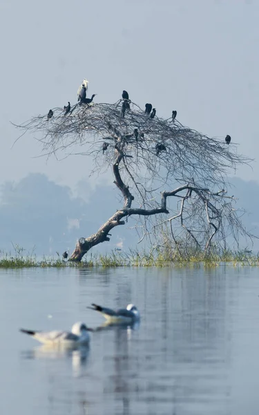 Природа Птичьего Заповедника Индии Фотография Дикой Природы — стоковое фото