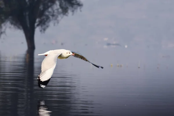 Gabbiano Uccello Volare Bellissimo Paesaggio Fotografia Uccelli Selvatici Fauna Selvatica — Foto Stock