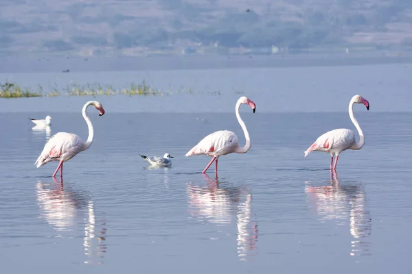 Mattina Con Gli Uccelli Fenicotteri Uccelli Selvatici Fotografia Della Fauna — Foto Stock