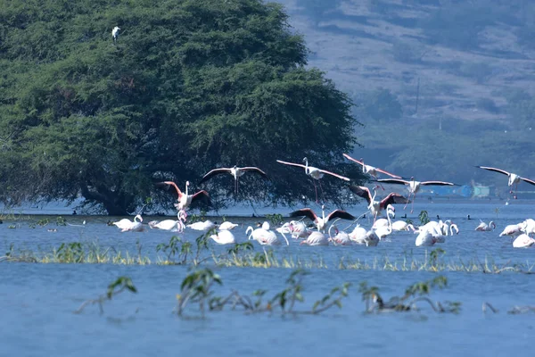 Flamingo Kuşları Manzaralı Güzel Manzara Vahşi Yaşam Fotoğrafçılığı — Stok fotoğraf