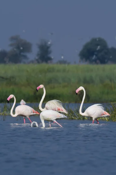 Flamingos Wasser Wilde Vögel Tierfotografie — Stockfoto