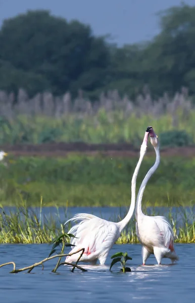 Liebe Der Flamingo Vögel Wilde Vögel Tierfotografie — Stockfoto