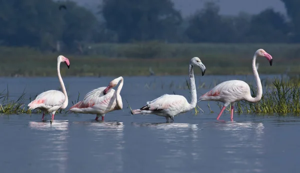 Flamingo Birds Group Water Inglês Pássaros Selvagens Fotografia Vida Selvagem — Fotografia de Stock