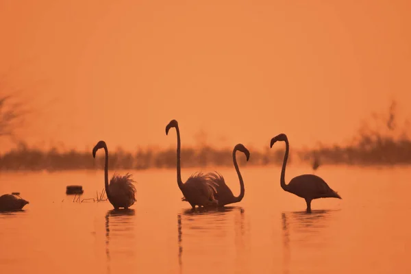 Doskonałe Ptaki Większe Ptaki Flamingo Jeziorze Wczesnym Rankiem Dzikie Ptaki Obrazy Stockowe bez tantiem
