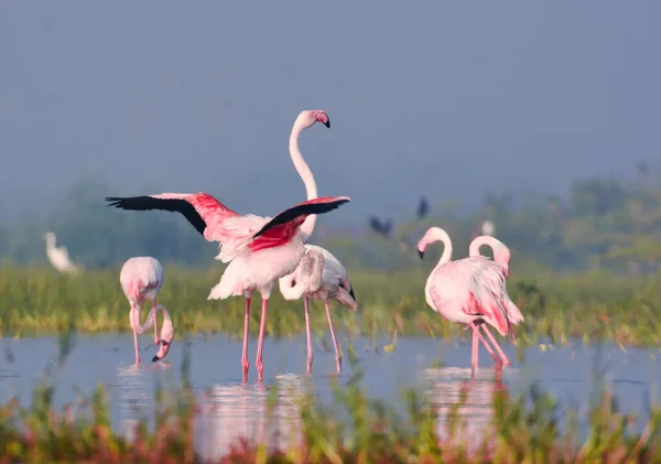 Niesamowite Różowe Ptaki Flamingo Dzikie Ptaki Fotografia Dzikiej Przyrody Obrazek Stockowy
