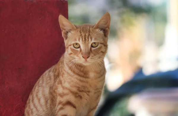 Piękny Kot Uliczny Kot Pomarańczowy — Zdjęcie stockowe