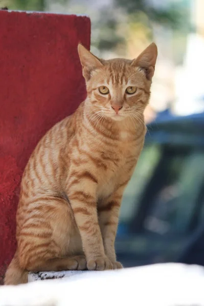 Portret Kota Orange Street Kot Uliczny — Zdjęcie stockowe
