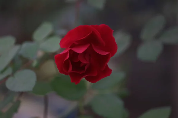 Élégante Fleur Solitaire Rose Rouge — Photo