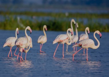 Tatlı Pembe Flamingo Kuşları. Göl Manzarası.