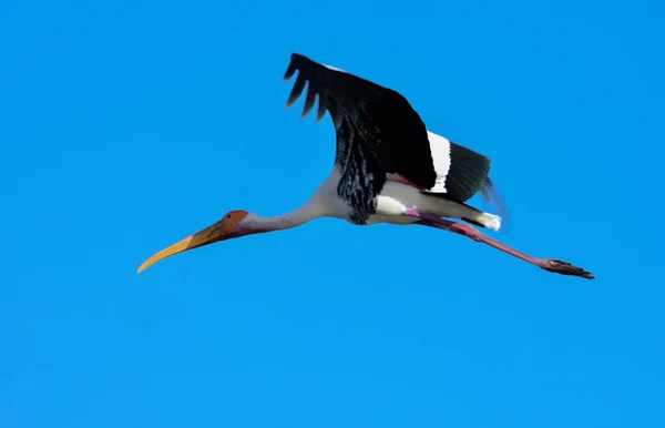 Окрашенная Аистовая Птица Голубом Небе Летающая Дикая Птица Большая Птица — стоковое фото
