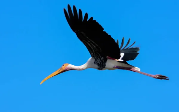 Пофарбований Птах Лелека Блакитному Небі Літаючий Дикий Птах Дика Природа — стокове фото