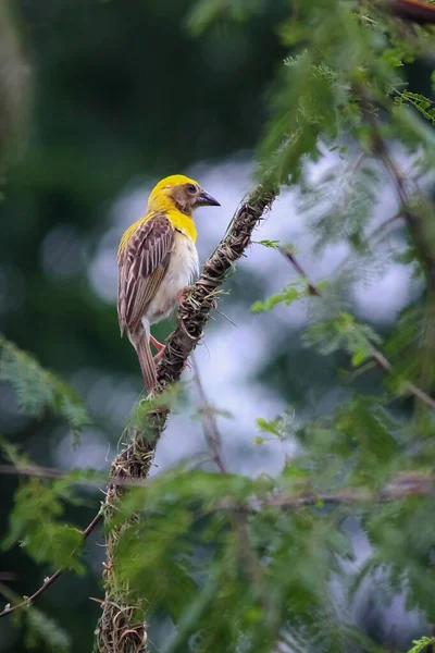 Small Indian Weaver Bird Branch Forest Photographie Animalière — Photo