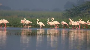 Muhteşem Flamingo Sevimli Grubu