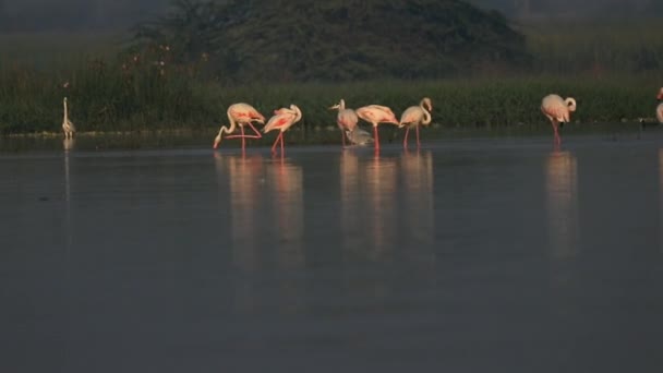 Όμορφη Μεγαλύτερη Flamingo Στο Φως Πρωί — Αρχείο Βίντεο