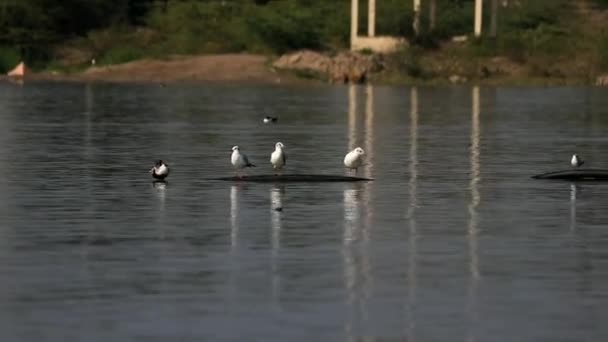 Αστεία Πουλιά Γλάροι Στη Λίμνη — Αρχείο Βίντεο