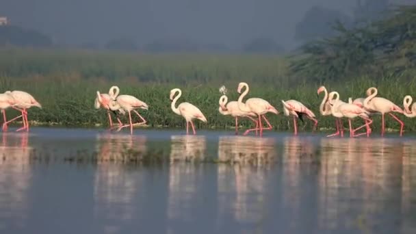 Charmant Groupe Flamants Roses — Video