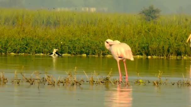 Temps Nettoyage Pour Grand Flamant Rose — Video