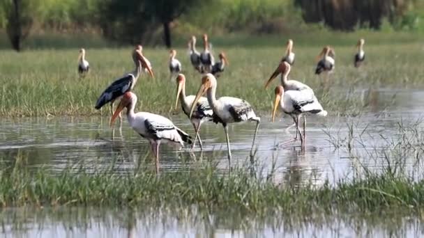 Painted Stork Birds Wish Fish — Stock Video