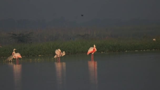 Morning Greater Flamingo Mayor Flamenco Rosa Reflexión — Vídeo de stock