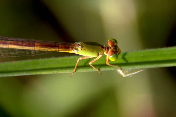 Yeşil Yaprak Üzerindeki Sevimli Yusufçuk Macro Vahşi Yaşam Dünyası — Stok fotoğraf