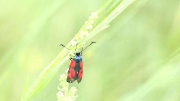 Momento Insetto Volante Nell Erba Fauna Selvatica Macro — Video Stock