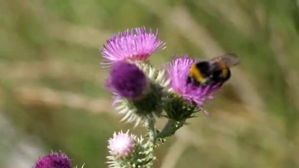 Krásný Bumblebee Létající Hmyz Přírodě — Stock video