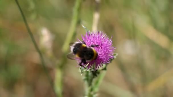 Bumblebee Och Blomma Makrovilda Djur — Stockvideo