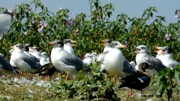 Groupe Goélands Oiseaux Oiseaux Dans Faune — Video