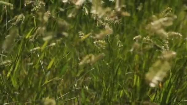 Schönes Gras Der Sommersonne — Stockvideo