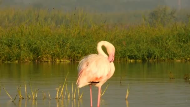 Lovely Μεγαλύτερη Flamingo Περπάτημα Πουλιών Και Τον Καθαρισμό — Αρχείο Βίντεο