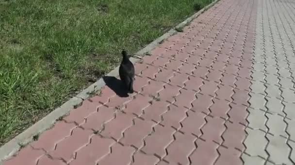 Podążaj Czarnym Gołębiem Ptak Gołąb Zwyczajny — Wideo stockowe