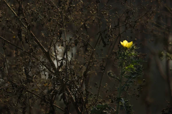 Маленький Жёлтый Цветок Живой Цветок Сухом Виде — стоковое фото