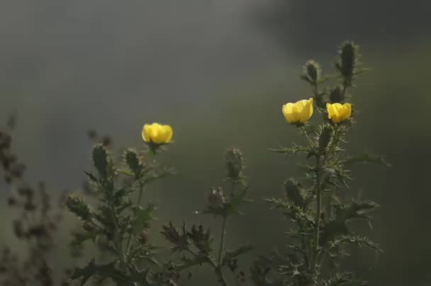 Flores Amarillas Agua Gotas Agua Olas Flores Relájate Disfruta — Vídeos de Stock