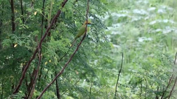 Azjatycki Zielony Ptak Pożerający Pszczoły Maharashtra Dzika Przyroda — Wideo stockowe