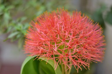Lanet olası Lily Flower. Scadoxus Multiflorus. Maharashtra Gerçek Çiçekler
