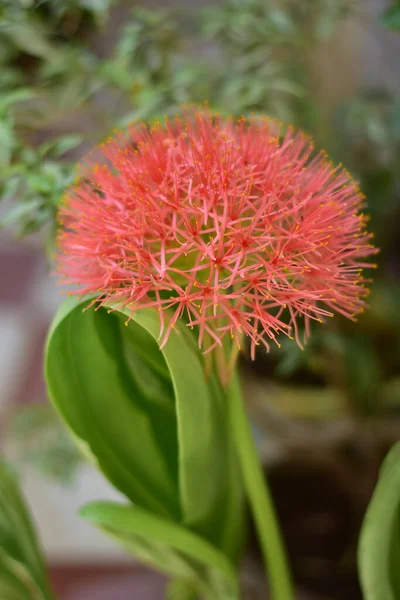 Blutige Lilienblüte Scadoxus Multiflorus Maharashtra Real Flowers — Stockfoto