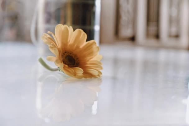 Fog Gerbera Flower Table — Stockvideo