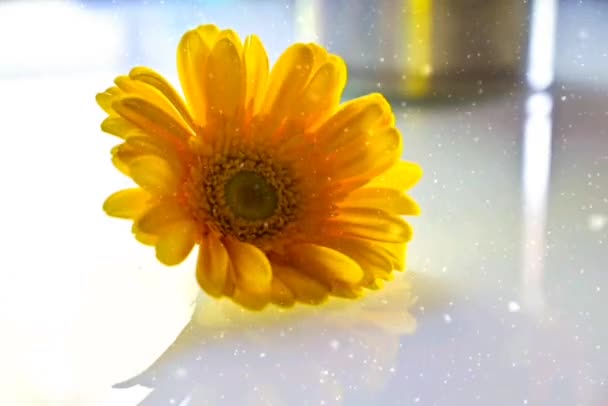 Yellow Flower Snow Lovely Winter Flower Foliage — Stock video