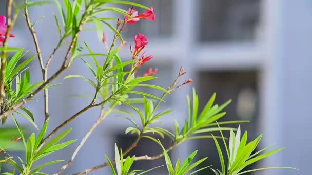 Růžové Květy Balkóně Okna Rozmazala Čerstvá Květina Zelené Listy Růžové — Stock video