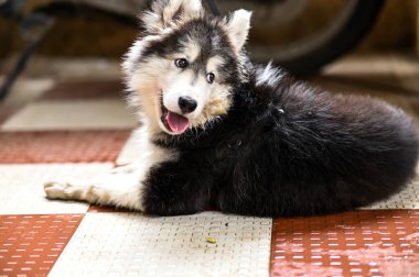 Sibirya köpeği gibi. Evcil kurt köpek Husky. Kış köpeği. Güzel köpek fotoğrafçılığı. Köpekli duvar kâğıdı. İri köpek fotoğrafçılığı