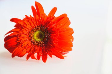 Freshness of Red Gerber Flower. Isolated Single Flower on White Background. Flowers Wallpapers.