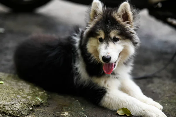 Cachorro Husky Siberiano Livre Cachorrinho Adorável Husky Cachorro Papel Parede — Fotografia de Stock