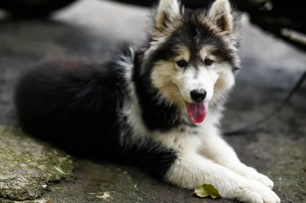 Cachorro Husky Siberiano Deitado Estrada Cachorrinho Adorável Husky Cachorro Papel — Fotografia de Stock